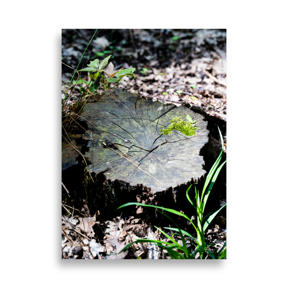 Poster de photographie représentant une souche d'arbre recouverte de mousse, éclairée par la lumière du soleil.