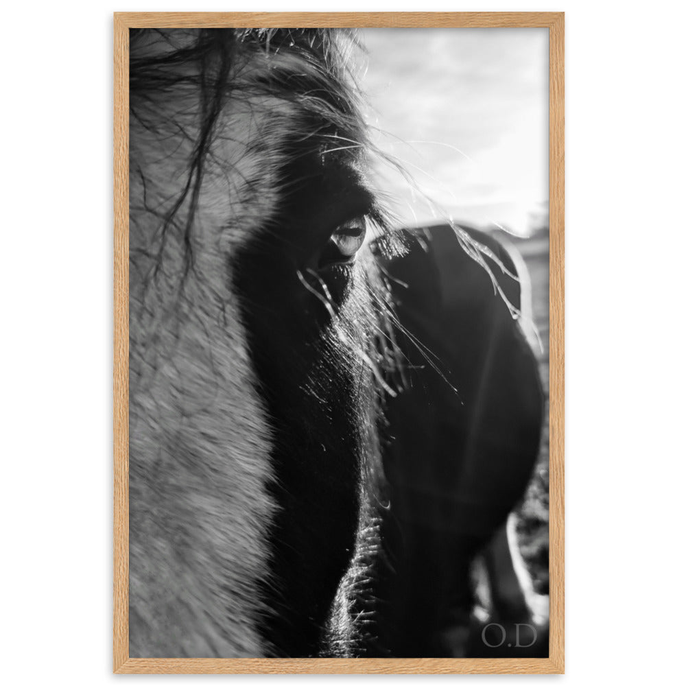 Photographie de cheval