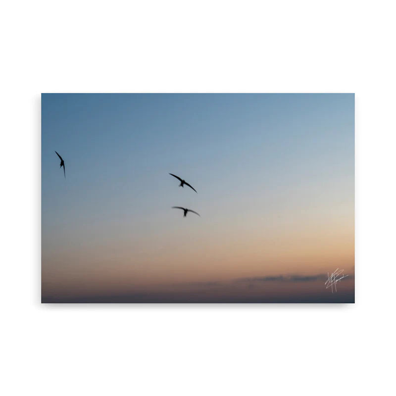 Photographie signée d'une scène capturée par Yann Peccard, mêlant la vie urbaine à la nature.