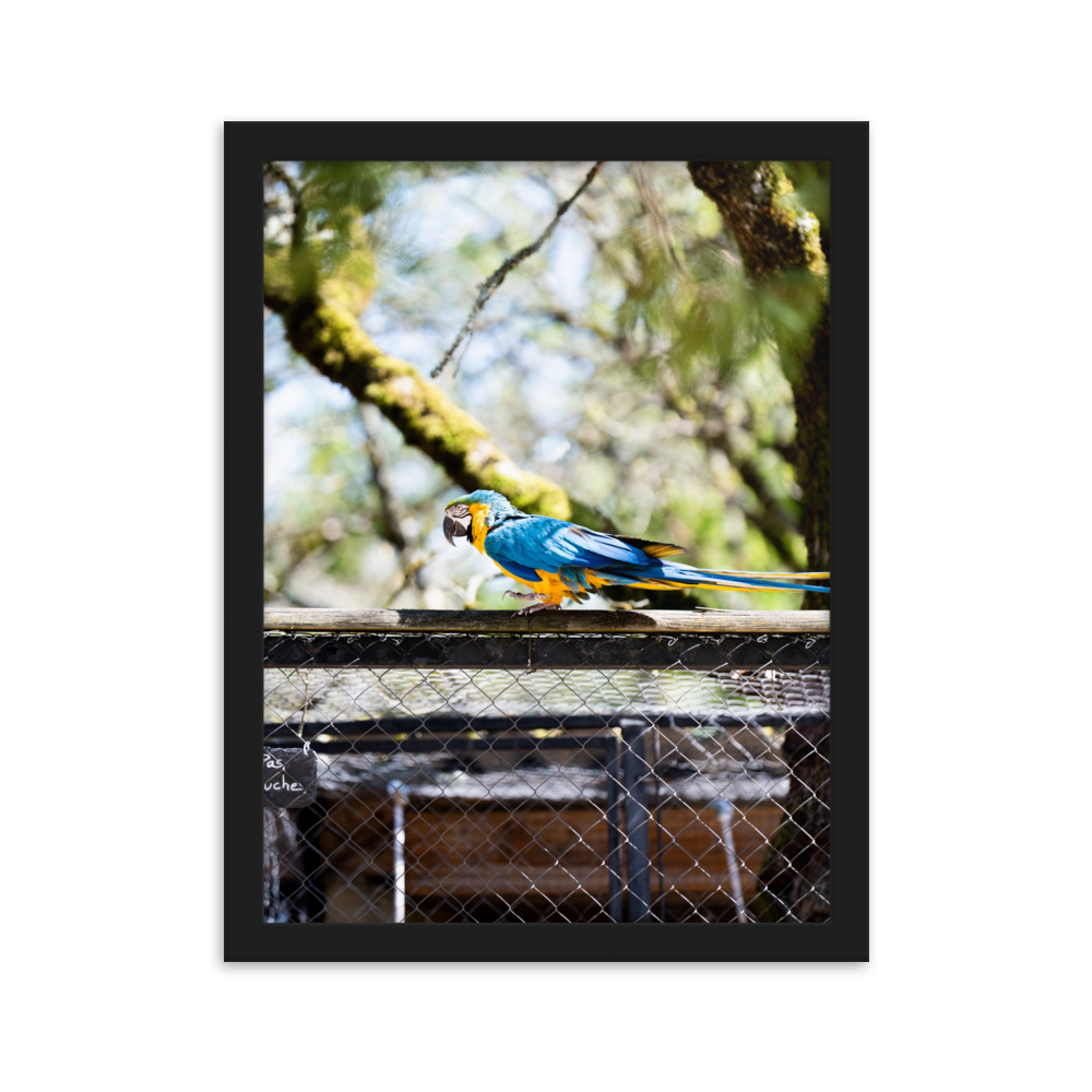 Poster mural - Ara Bleu – Photographie d'oiseau – Poster photographie, photographie murale et des posters muraux unique au monde. La boutique de posters créée par Yann Peccard un Photographe français.