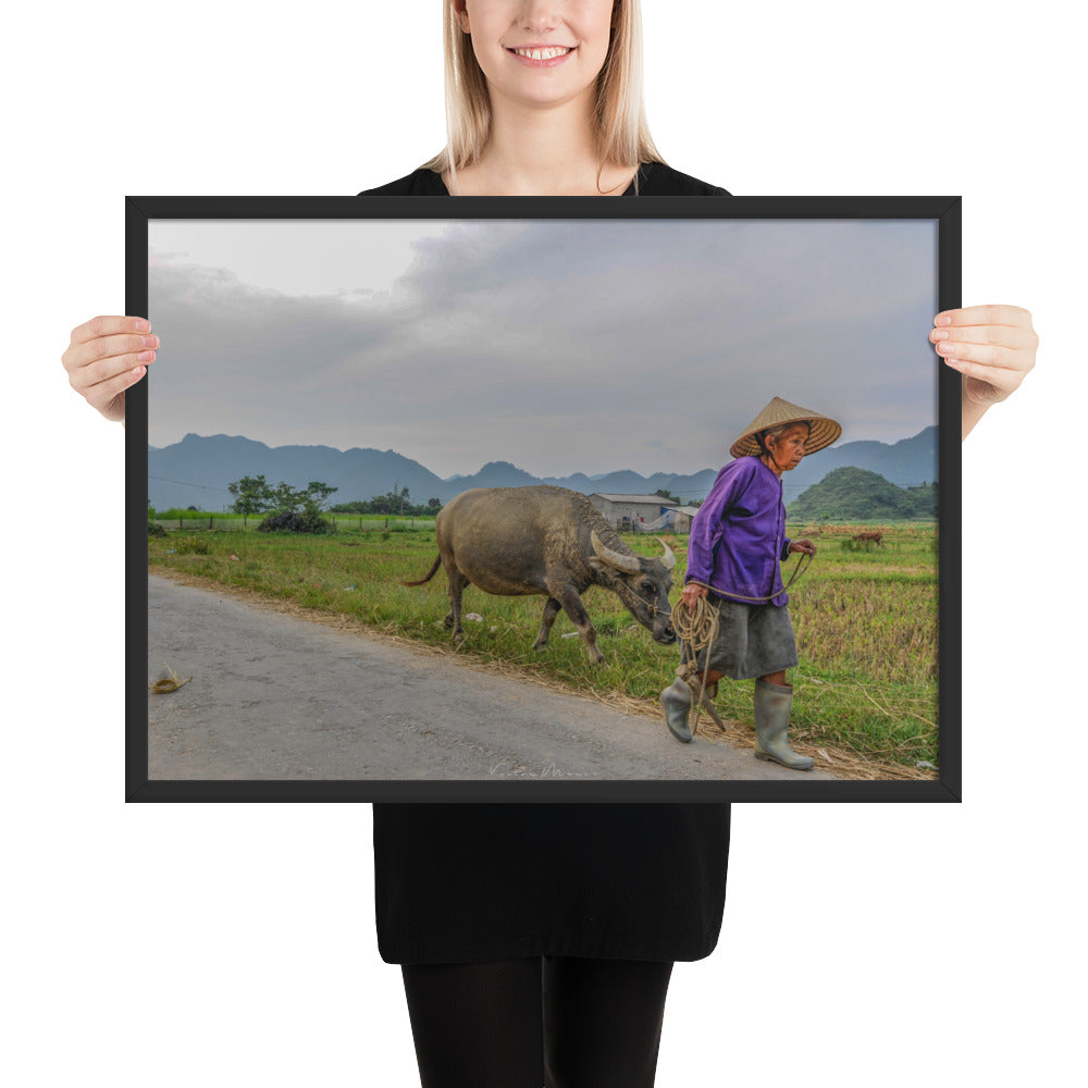 Poster 'Vietnam's Farmer' montrant une scène apaisante d'une fermière vietnamienne et son buffle, capturée par Victor Marre, transportant la sérénité et la simplicité de la vie rurale vietnamienne dans votre espace.