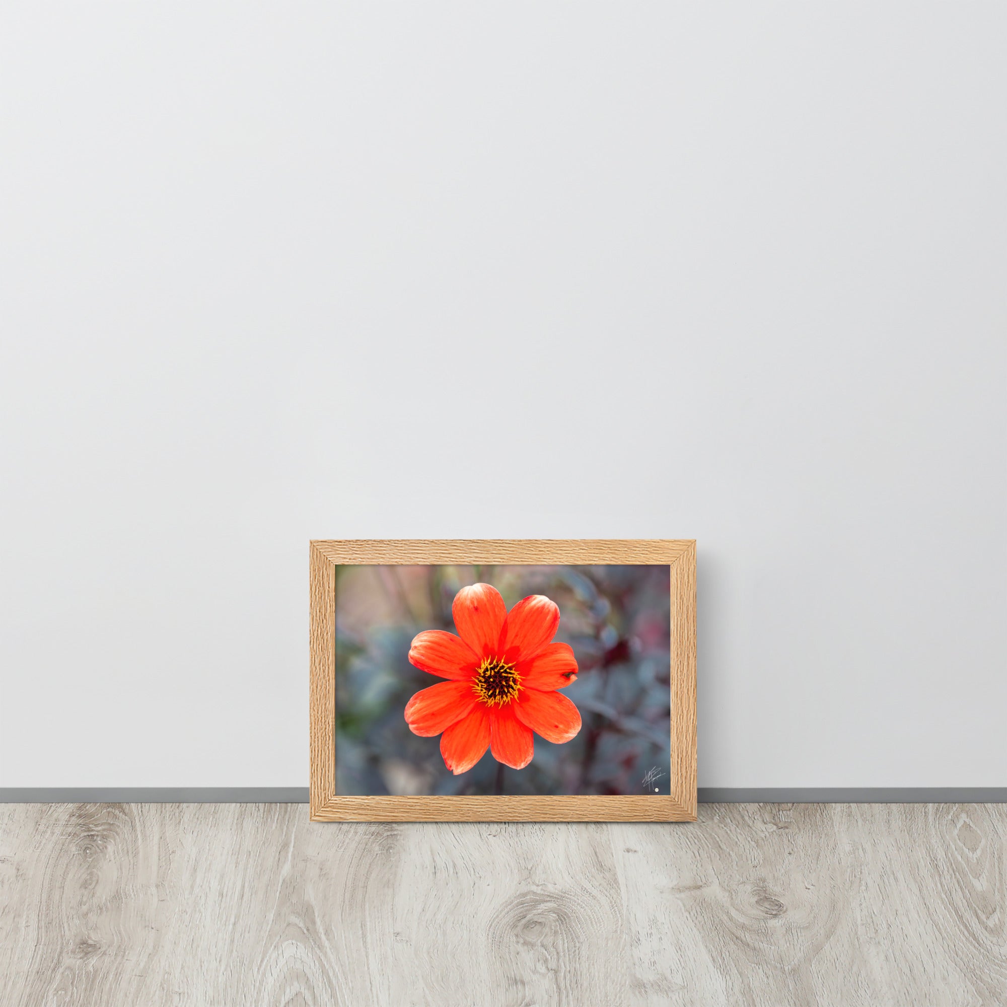 Photographie vibrante d'un Dahlia en pleine floraison, avec ses pétales détaillés et sa couleur éclatante, encadrée élégamment pour un affichage mural.