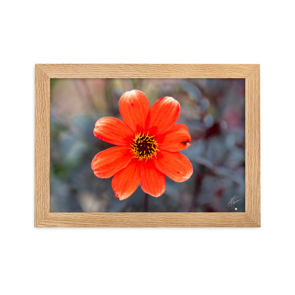 Photographie vibrante d'un Dahlia en pleine floraison, avec ses pétales détaillés et sa couleur éclatante, encadrée élégamment pour un affichage mural.