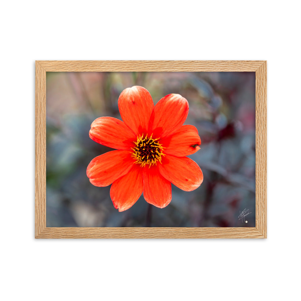Photographie vibrante d'un Dahlia en pleine floraison, avec ses pétales détaillés et sa couleur éclatante, encadrée élégamment pour un affichage mural.