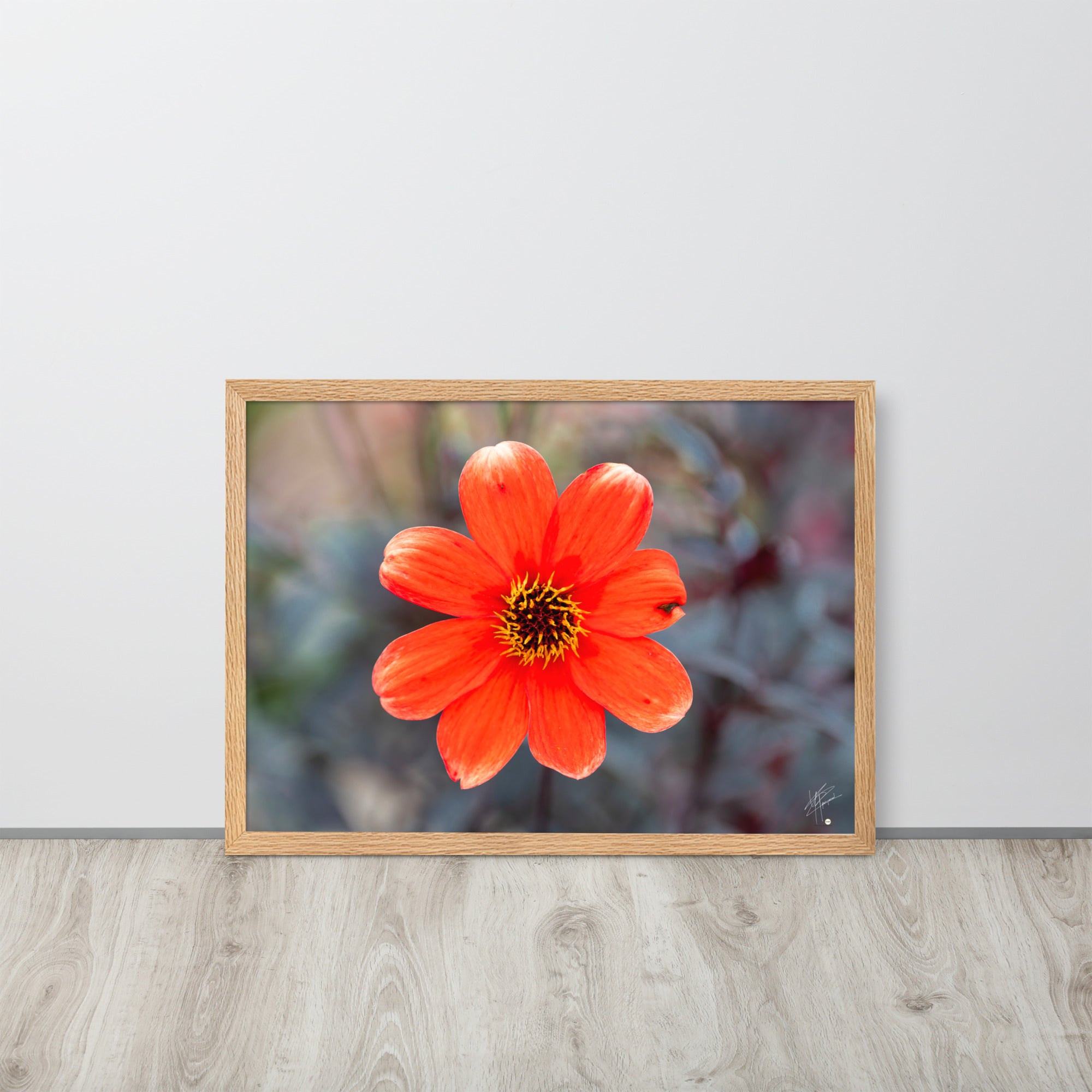 Photographie vibrante d'un Dahlia en pleine floraison, avec ses pétales détaillés et sa couleur éclatante, encadrée élégamment pour un affichage mural.