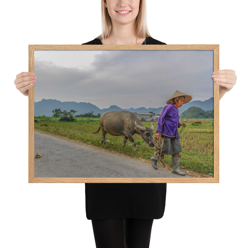 Poster 'Vietnam's Farmer' montrant une scène apaisante d'une fermière vietnamienne et son buffle, capturée par Victor Marre, transportant la sérénité et la simplicité de la vie rurale vietnamienne dans votre espace.