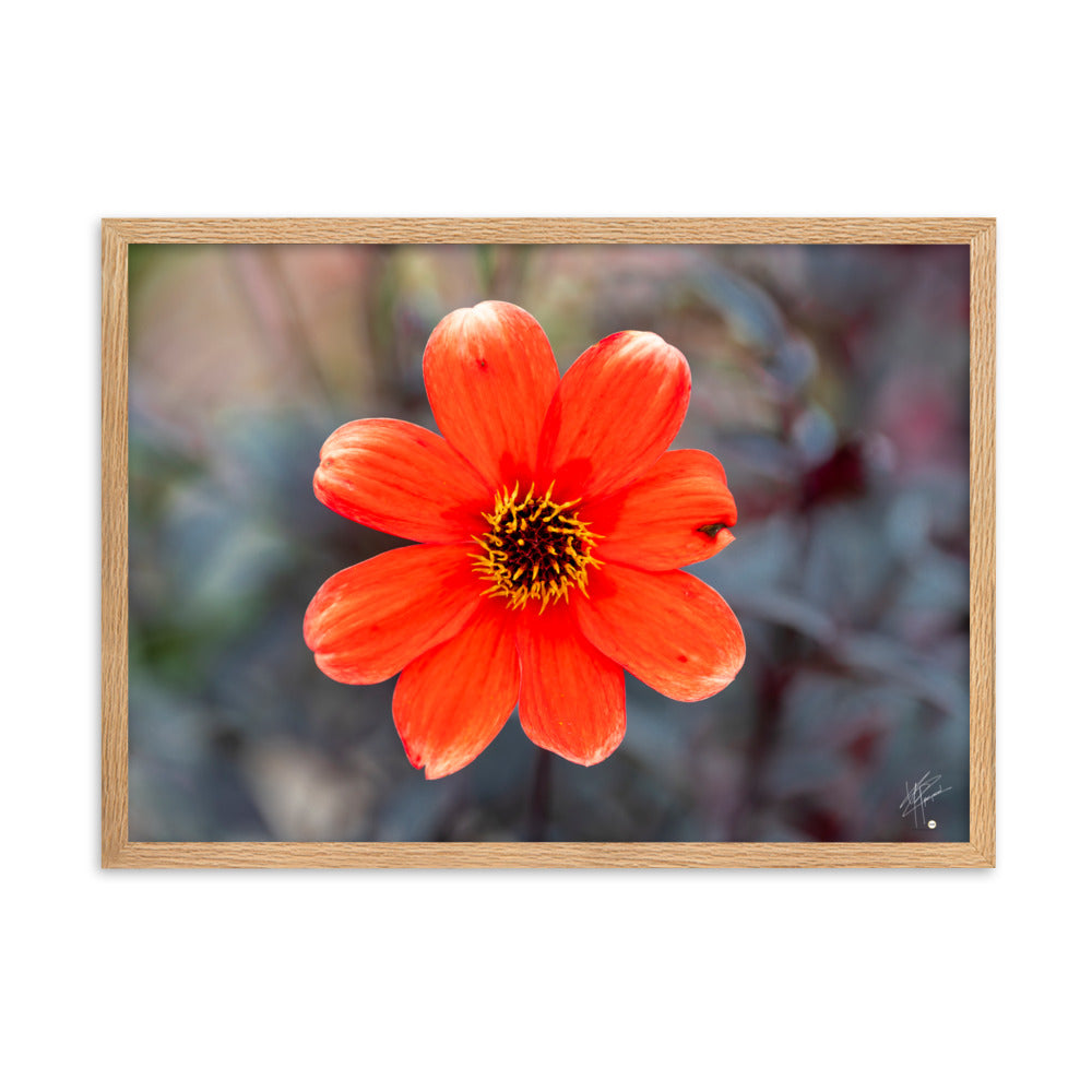 Photographie vibrante d'un Dahlia en pleine floraison, avec ses pétales détaillés et sa couleur éclatante, encadrée élégamment pour un affichage mural.