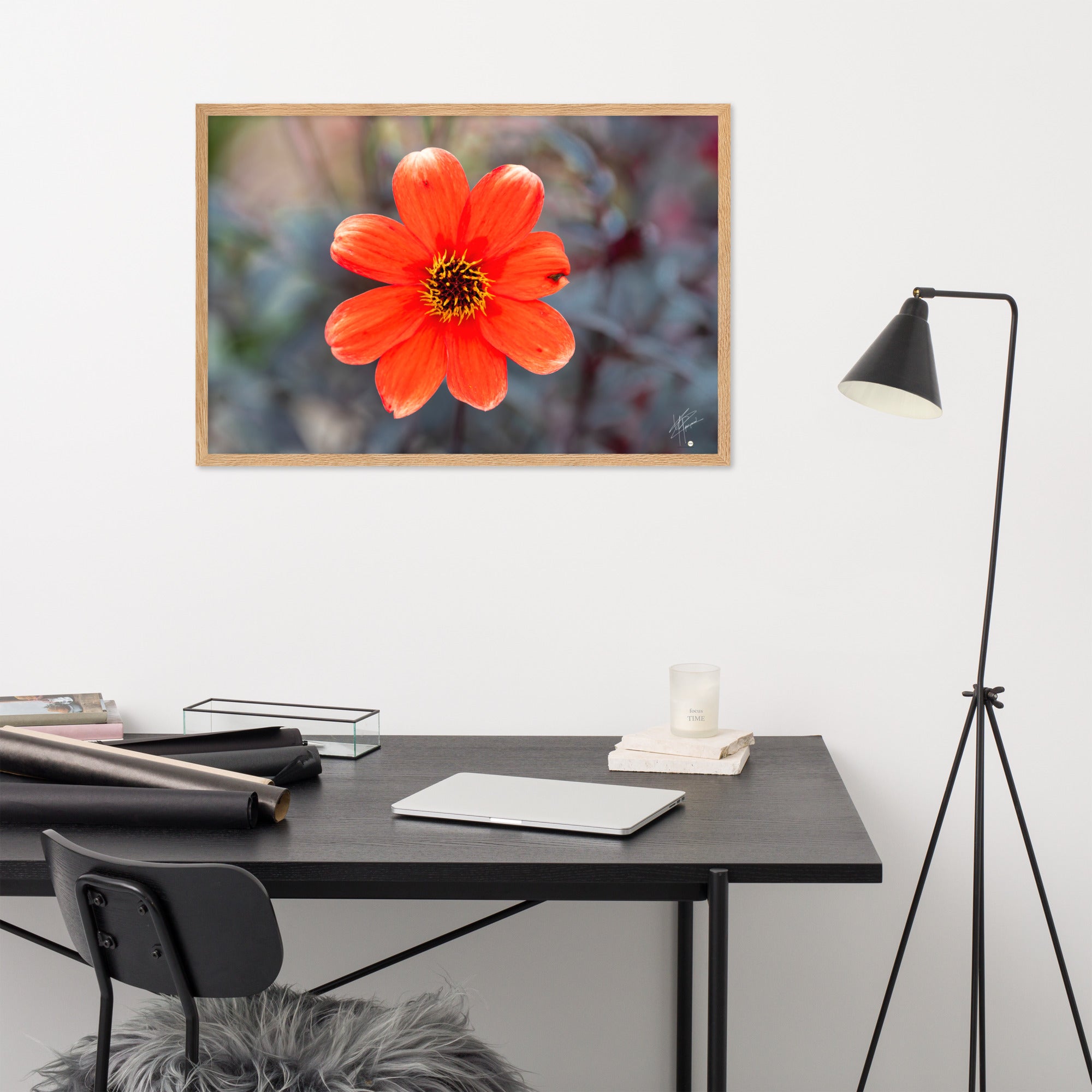 Photographie vibrante d'un Dahlia en pleine floraison, avec ses pétales détaillés et sa couleur éclatante, encadrée élégamment pour un affichage mural.