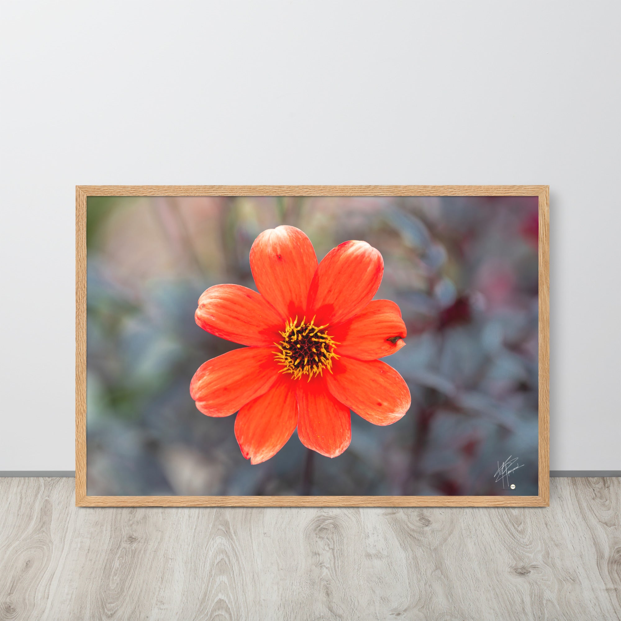 Photographie vibrante d'un Dahlia en pleine floraison, avec ses pétales détaillés et sa couleur éclatante, encadrée élégamment pour un affichage mural.