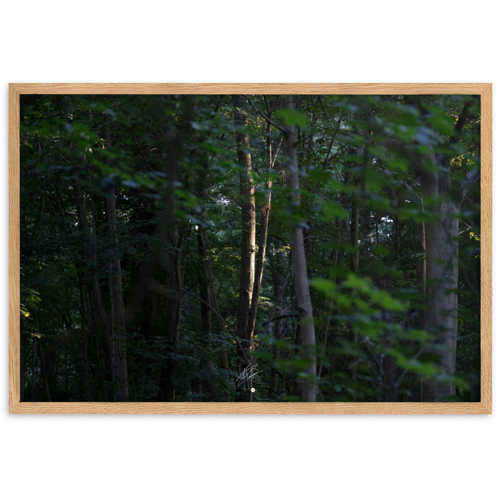 Photographie en forêt