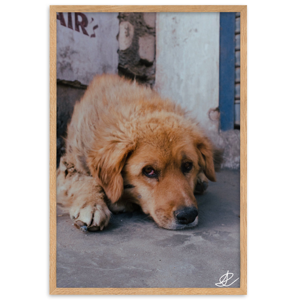 Photographie 'Chien Errant' par Ilan Shoham, montrant un chien errant dans les rues de Leh, Ladakh, capturant l'essence de la lutte quotidienne à travers l'œil fatigué du chien.