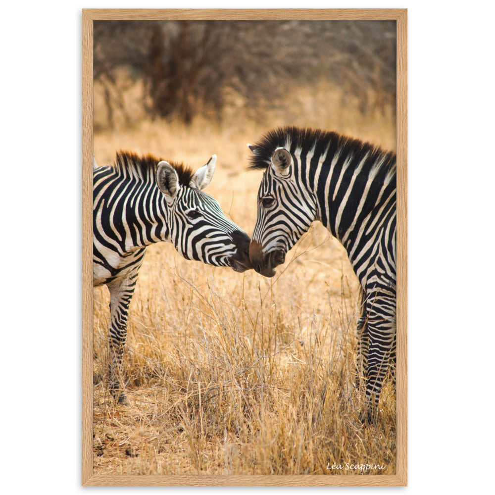 Poster "Zèbres" par Léa Scappini, montrant une scène touchante de zèbres en Tanzanie, idéal pour les amateurs de photographie animalière et de nature.