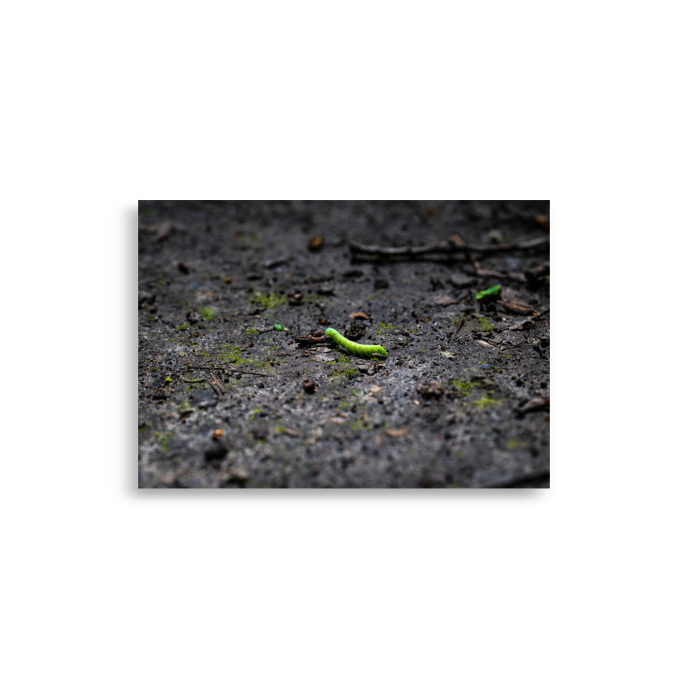 Poster Une chenille verte N03 - Insectes | Décorez avec style et admirez la beauté de la nature