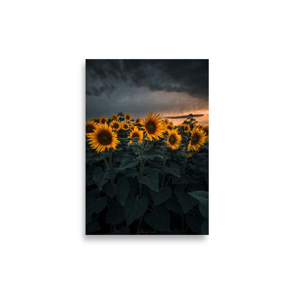 Champ luxuriant de tournesols vibrants sous le ciel d'été, photographié par Florian Vaucher.