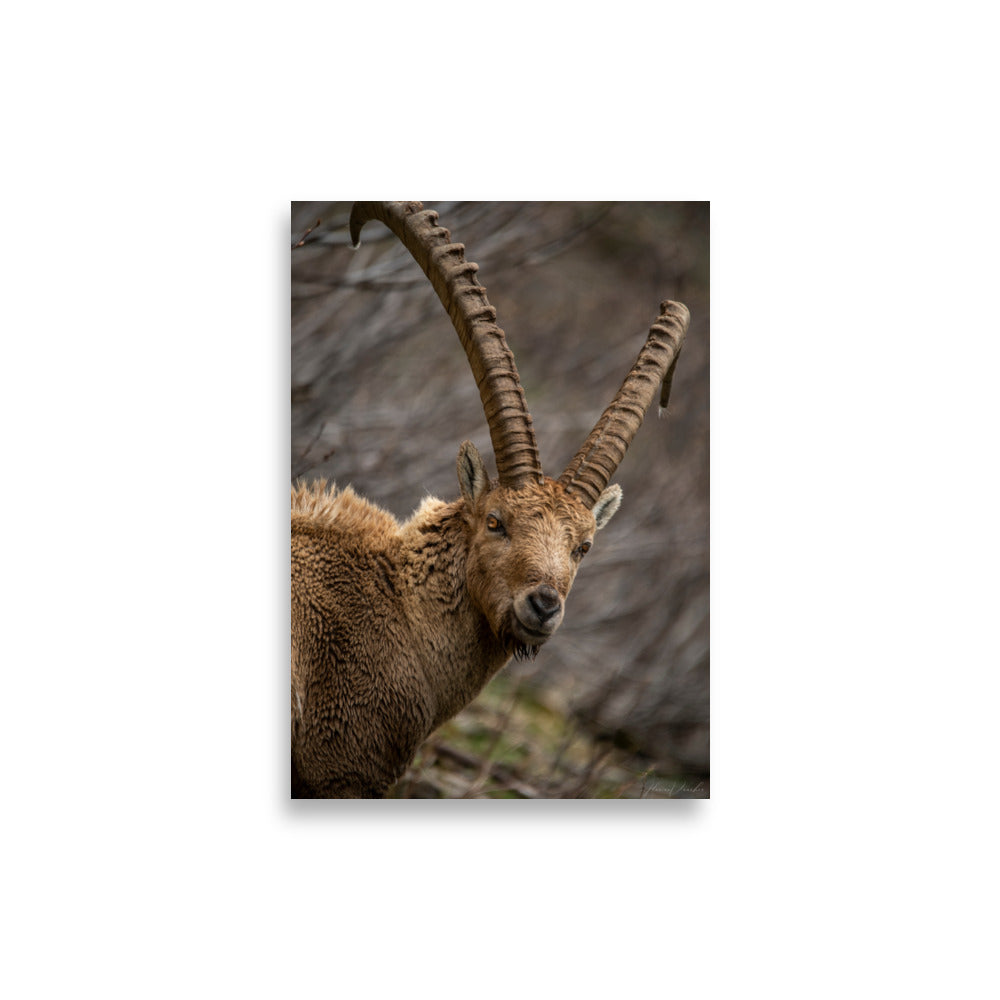 Portrait saisissant d'un bouquetin aux cornes majestueuses et regard pénétrant, capturé par le photographe Florian Vaucher.