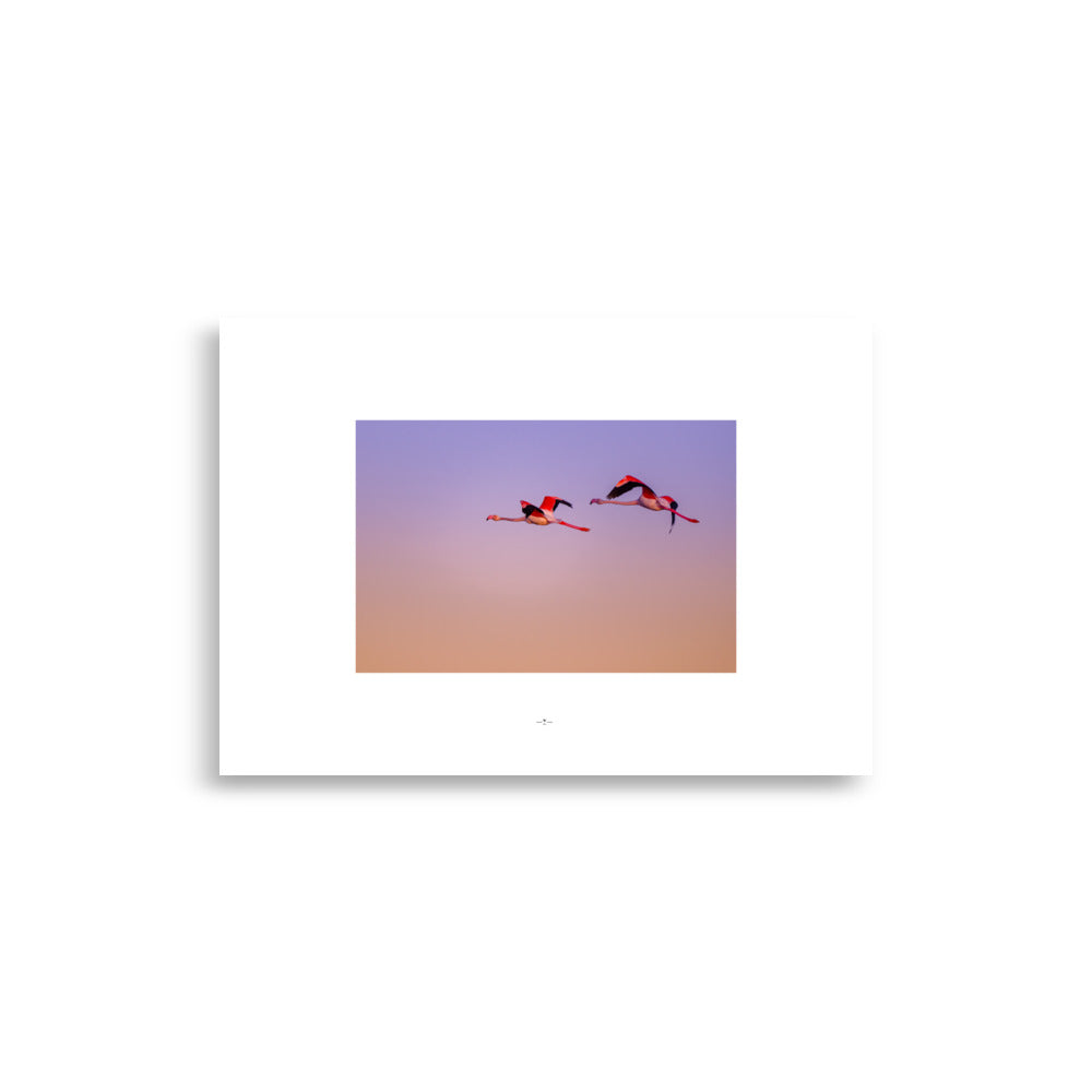Affiches et poster Camargue Flamant rose