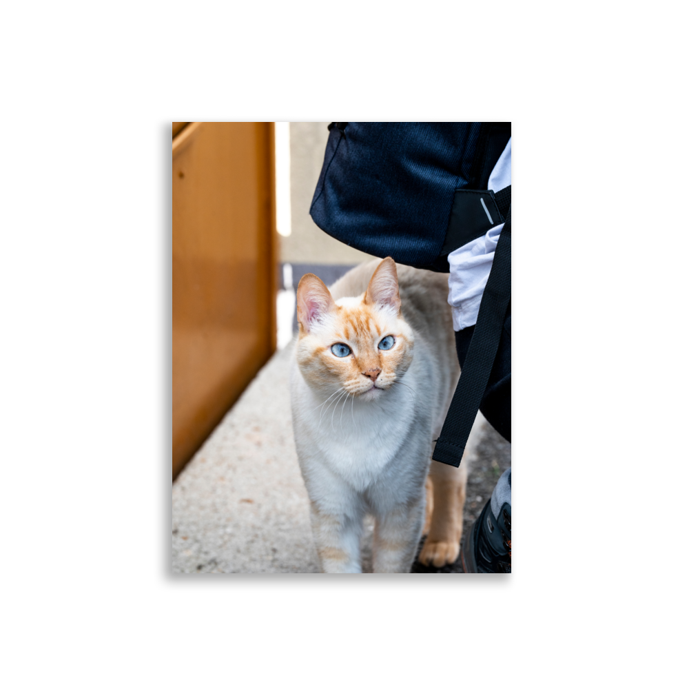 Photographie d'un chat majestueux aux yeux bleus