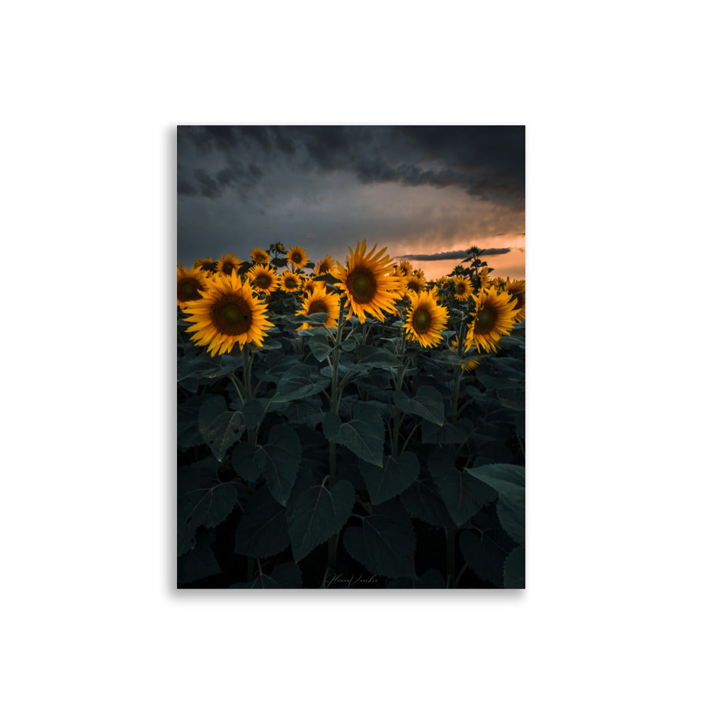 Champ luxuriant de tournesols vibrants sous le ciel d'été, photographié par Florian Vaucher.