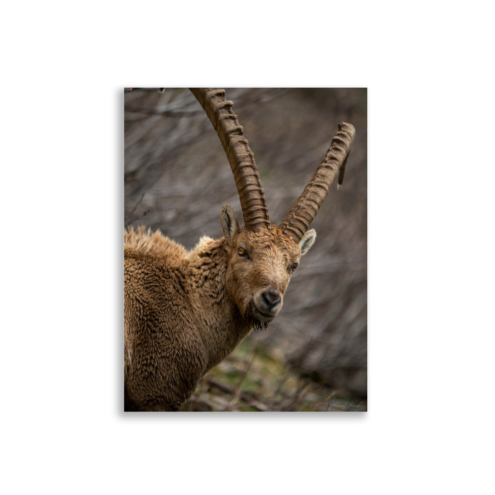 Portrait saisissant d'un bouquetin aux cornes majestueuses et regard pénétrant, capturé par le photographe Florian Vaucher.