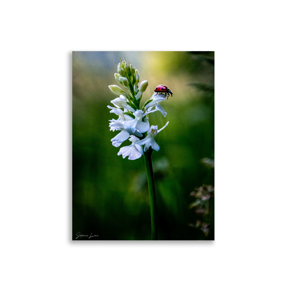 Affiche photo macro coccinelle rouge vif 30x40