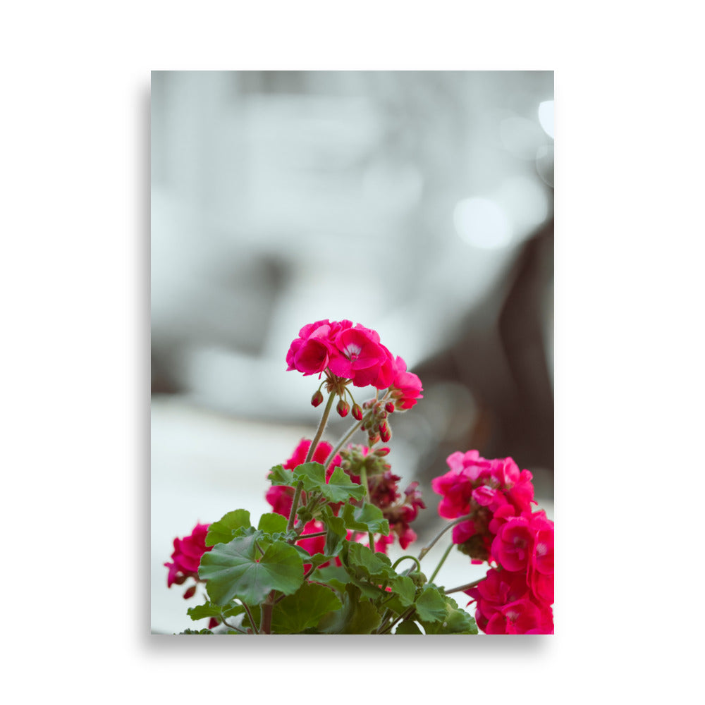 Poster 'Géraniums' présentant une photographie détaillée de géraniums en pleine floraison.