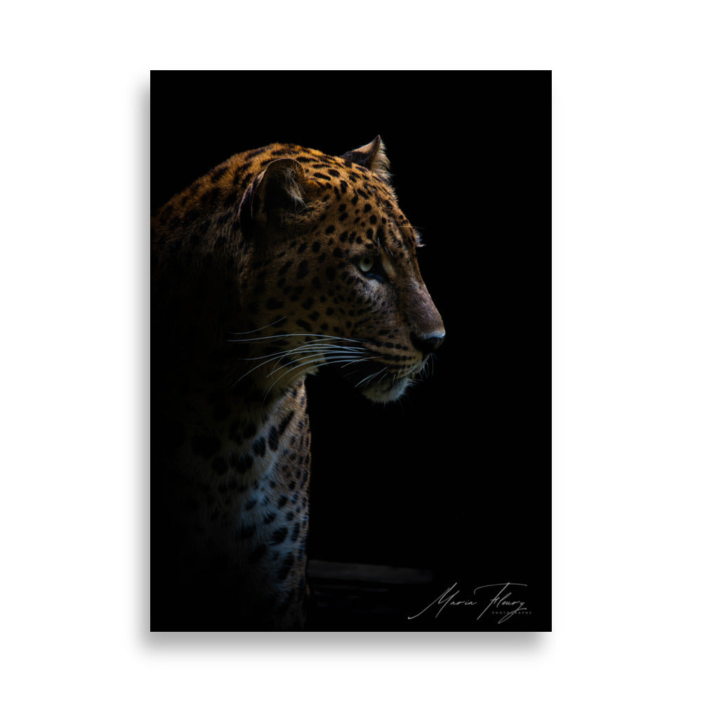 Photographie captivante d'une panthère du Sri Lanka, mettant en évidence son regard serein et majestueux, signée par l'artiste renommée Maria Fleury.