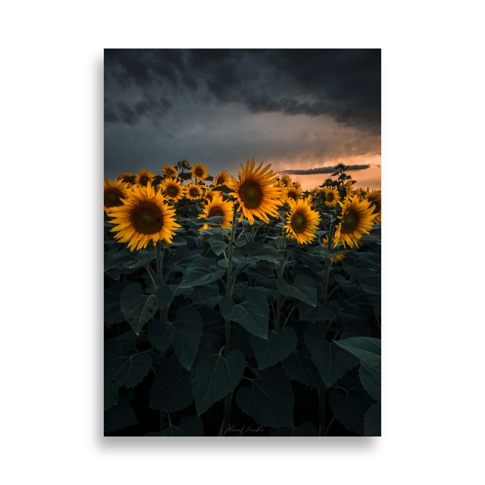 Champ luxuriant de tournesols vibrants sous le ciel d'été, photographié par Florian Vaucher.