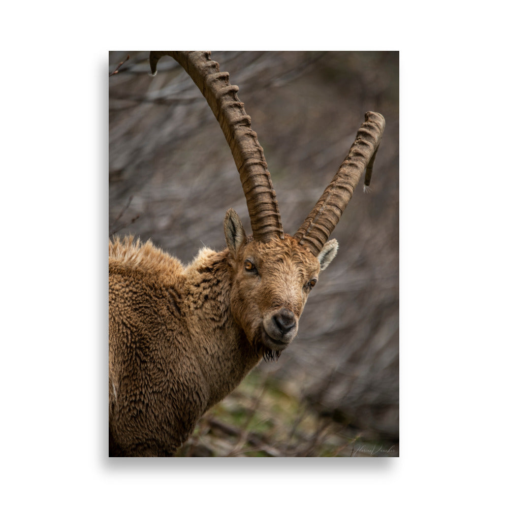 Portrait saisissant d'un bouquetin aux cornes majestueuses et regard pénétrant, capturé par le photographe Florian Vaucher.