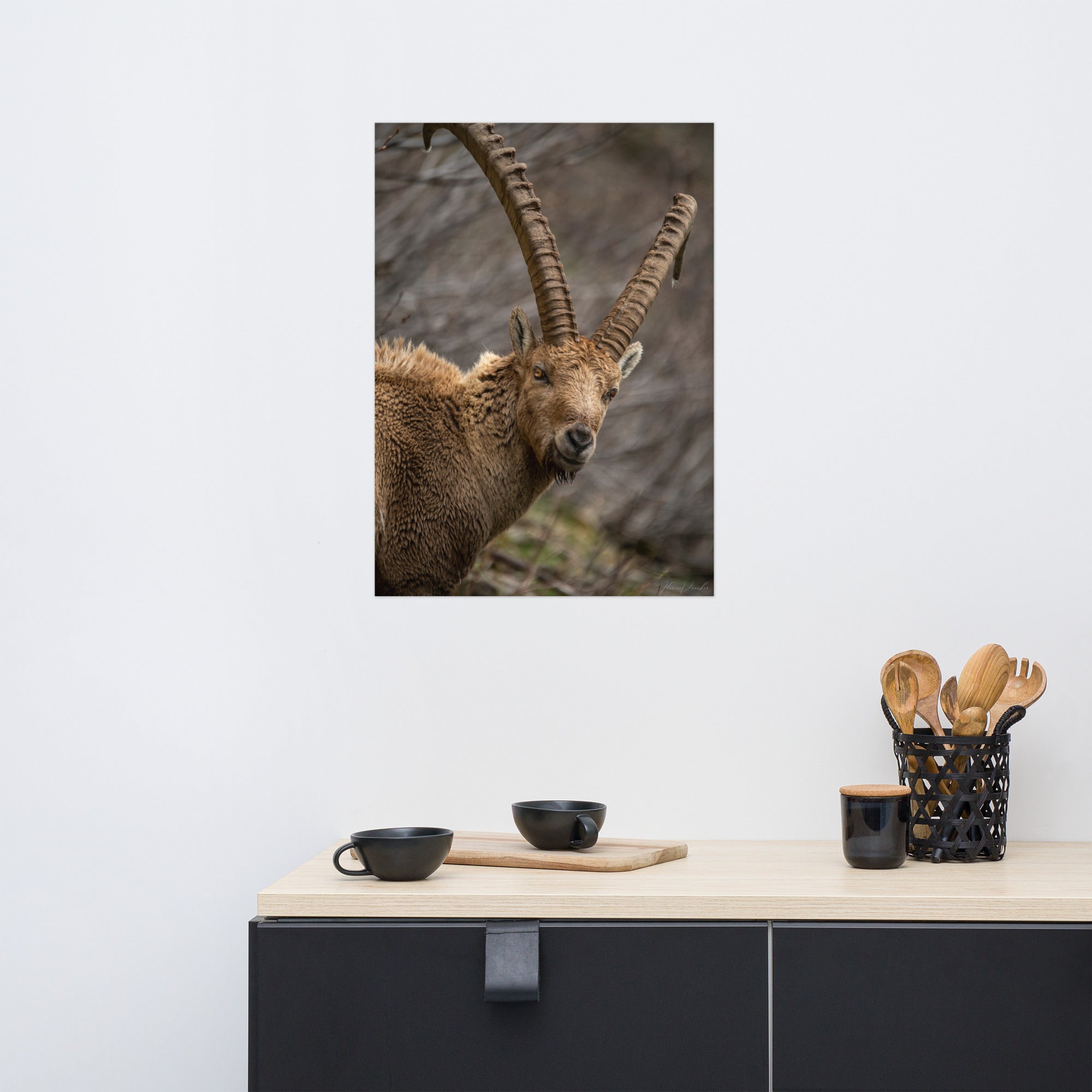 Portrait saisissant d'un bouquetin aux cornes majestueuses et regard pénétrant, capturé par le photographe Florian Vaucher.