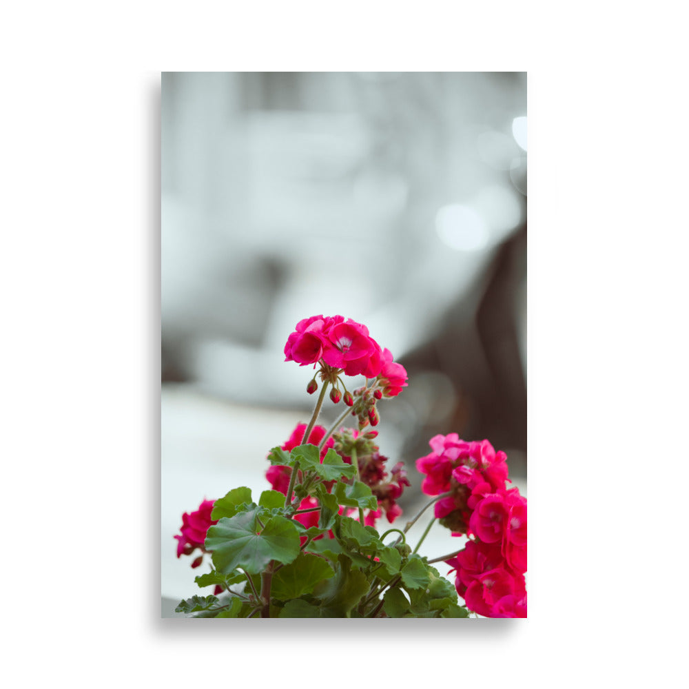 Poster 'Géraniums' présentant une photographie détaillée de géraniums en pleine floraison.
