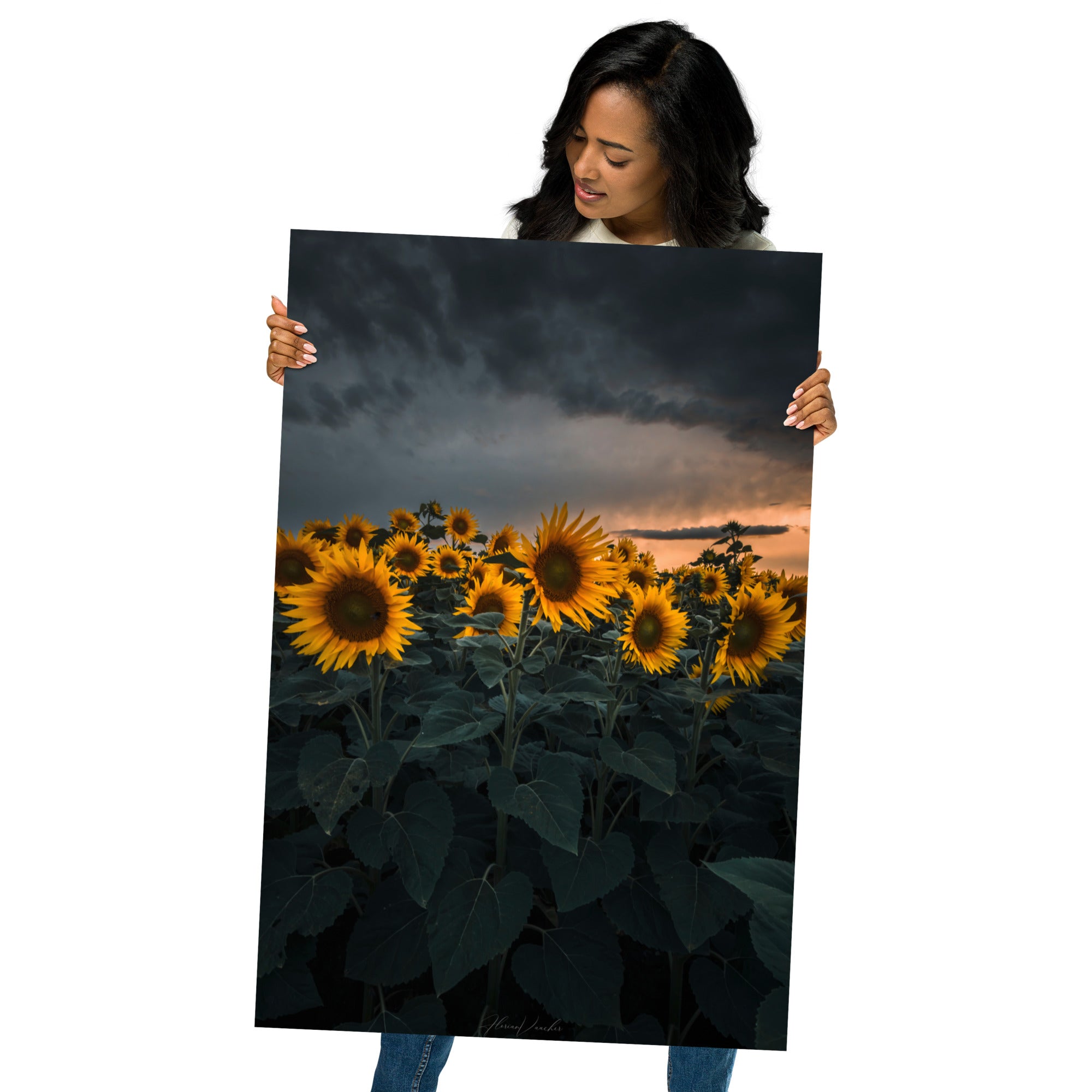 Champ luxuriant de tournesols vibrants sous le ciel d'été, photographié par Florian Vaucher.