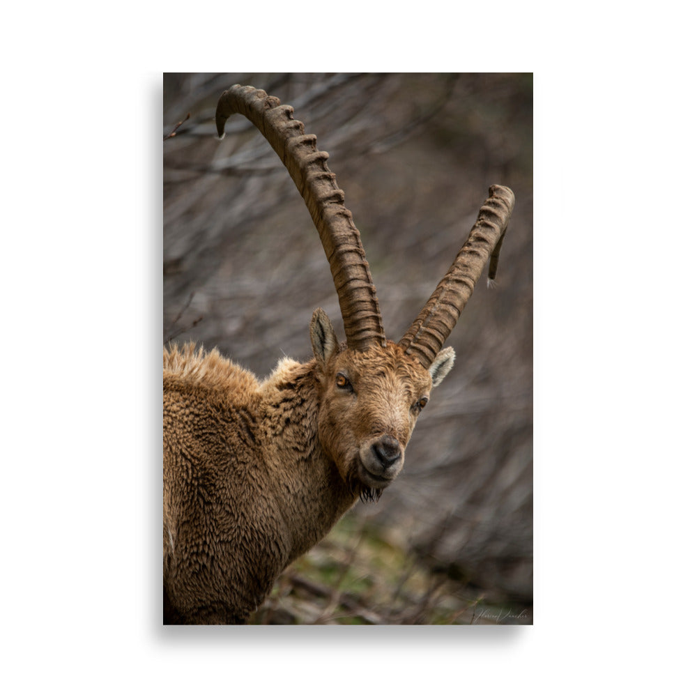Portrait saisissant d'un bouquetin aux cornes majestueuses et regard pénétrant, capturé par le photographe Florian Vaucher.