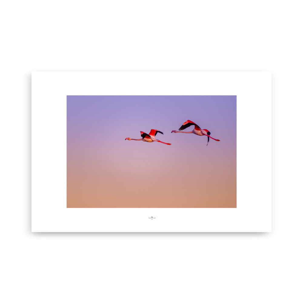 Posters et affiches Flamant rose en vol