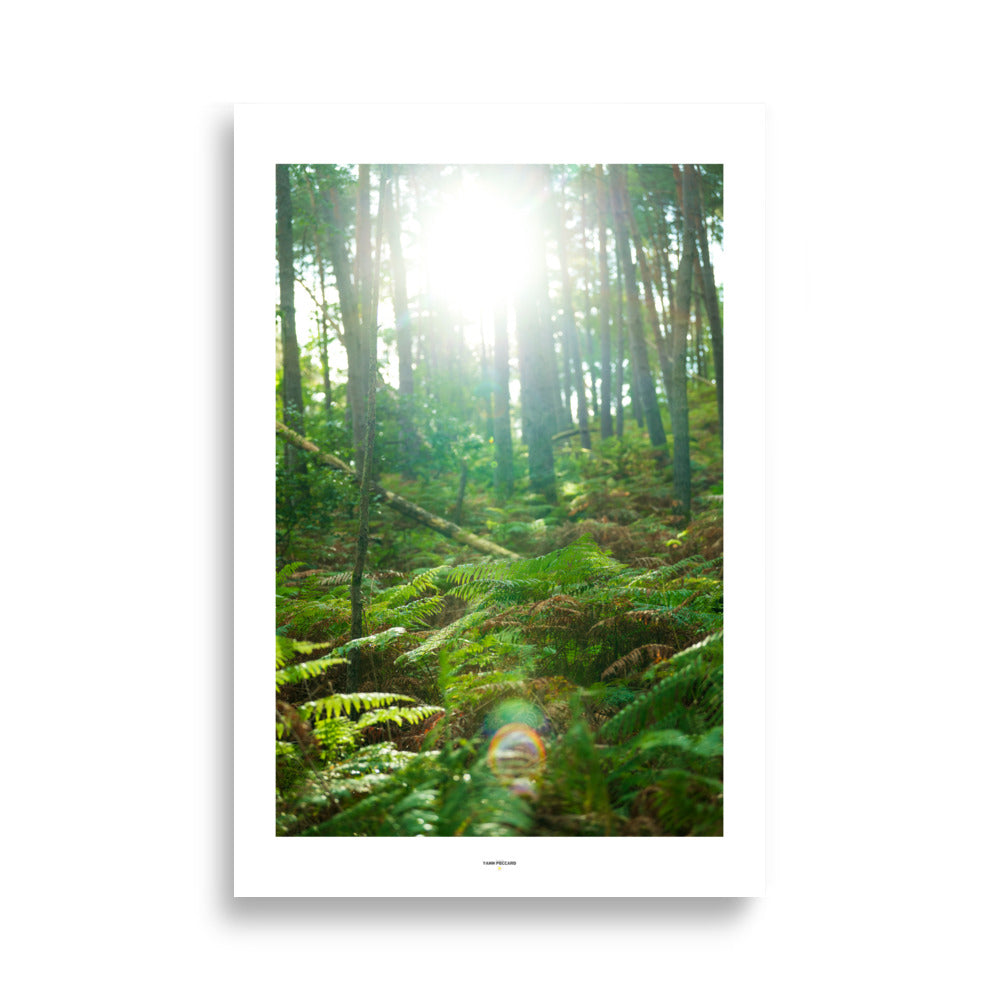 Poster des arbres en forêt - Explorez la sérénité d’une forêt baignée de lumière avec ce poster enchanteur. Idéal pour une décoration apaisante et inspirante. - Yann Peccard - Affiche murale 61x91