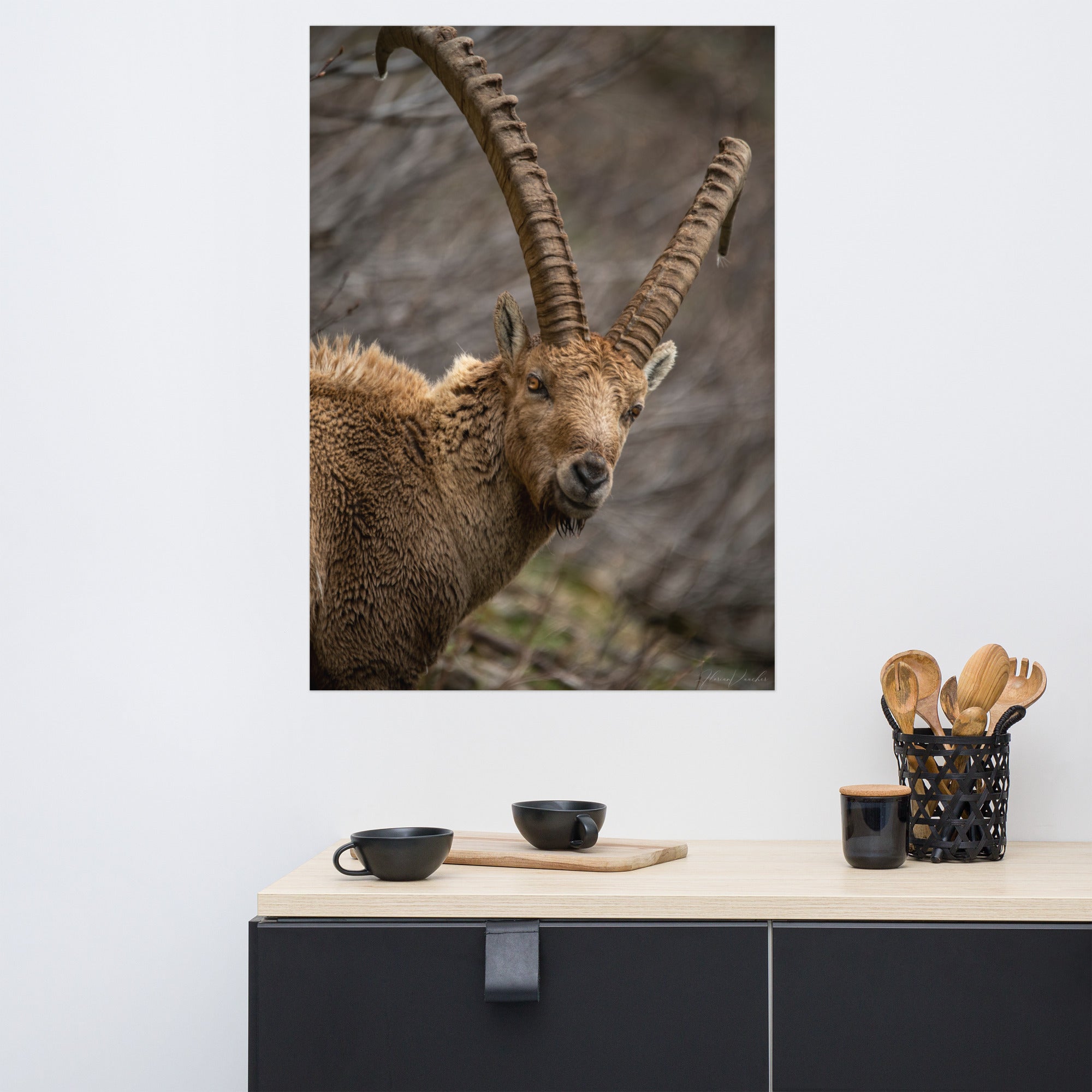 Portrait saisissant d'un bouquetin aux cornes majestueuses et regard pénétrant, capturé par le photographe Florian Vaucher.