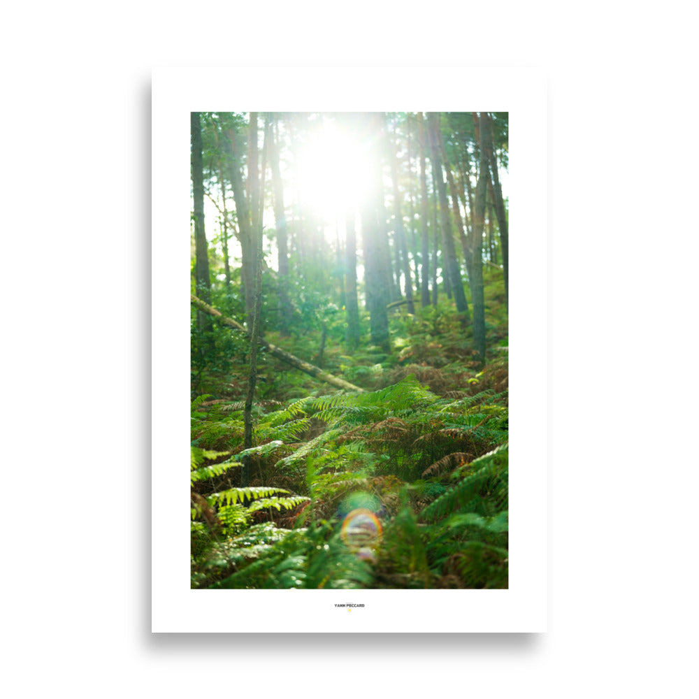 Poster des arbres en forêt - Explorez la sérénité d’une forêt baignée de lumière avec ce poster enchanteur. Idéal pour une décoration apaisante et inspirante. - Yann Peccard - Affiche murale 70x100