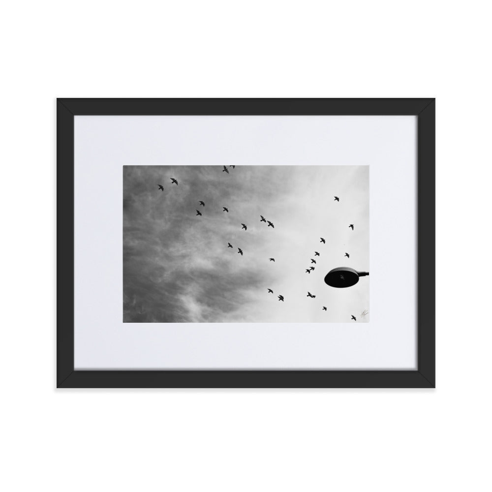 Photographie 'Dans le Sillage du Vent' de Yann Peccard, représentant des oiseaux en vol dans un ciel urbain, avec un réverbère en noir et blanc.