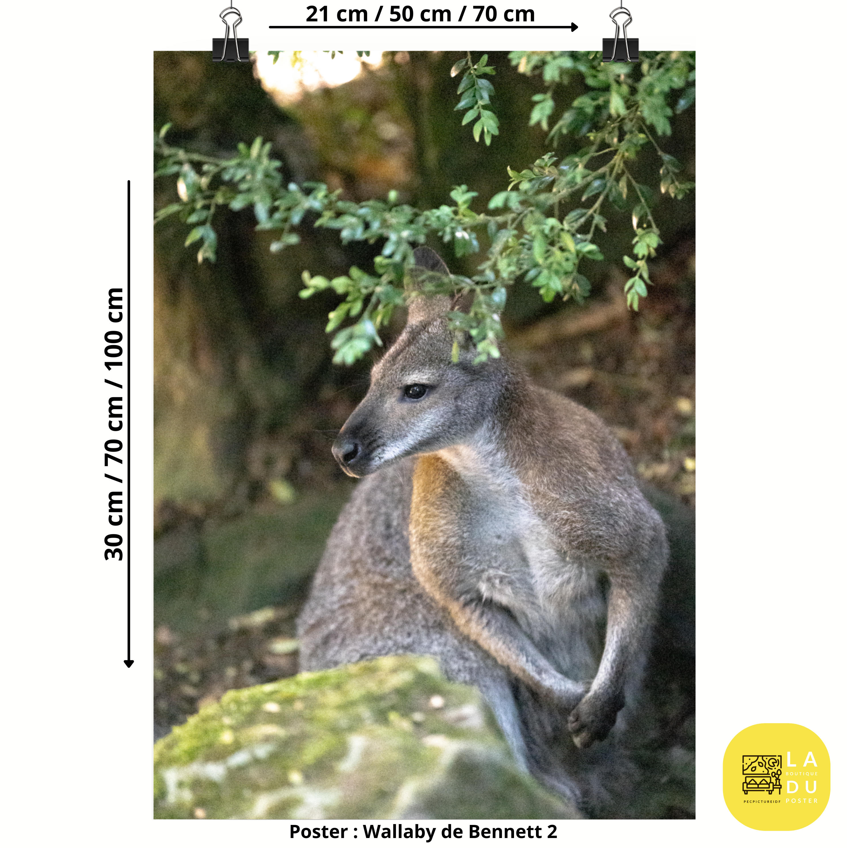 Poster mural - Wallaby de Bennett N02 – Photographie animal – Poster photographie, photographie murale et des posters muraux unique au monde. La boutique de posters créée par Yann Peccard un Photographe français.