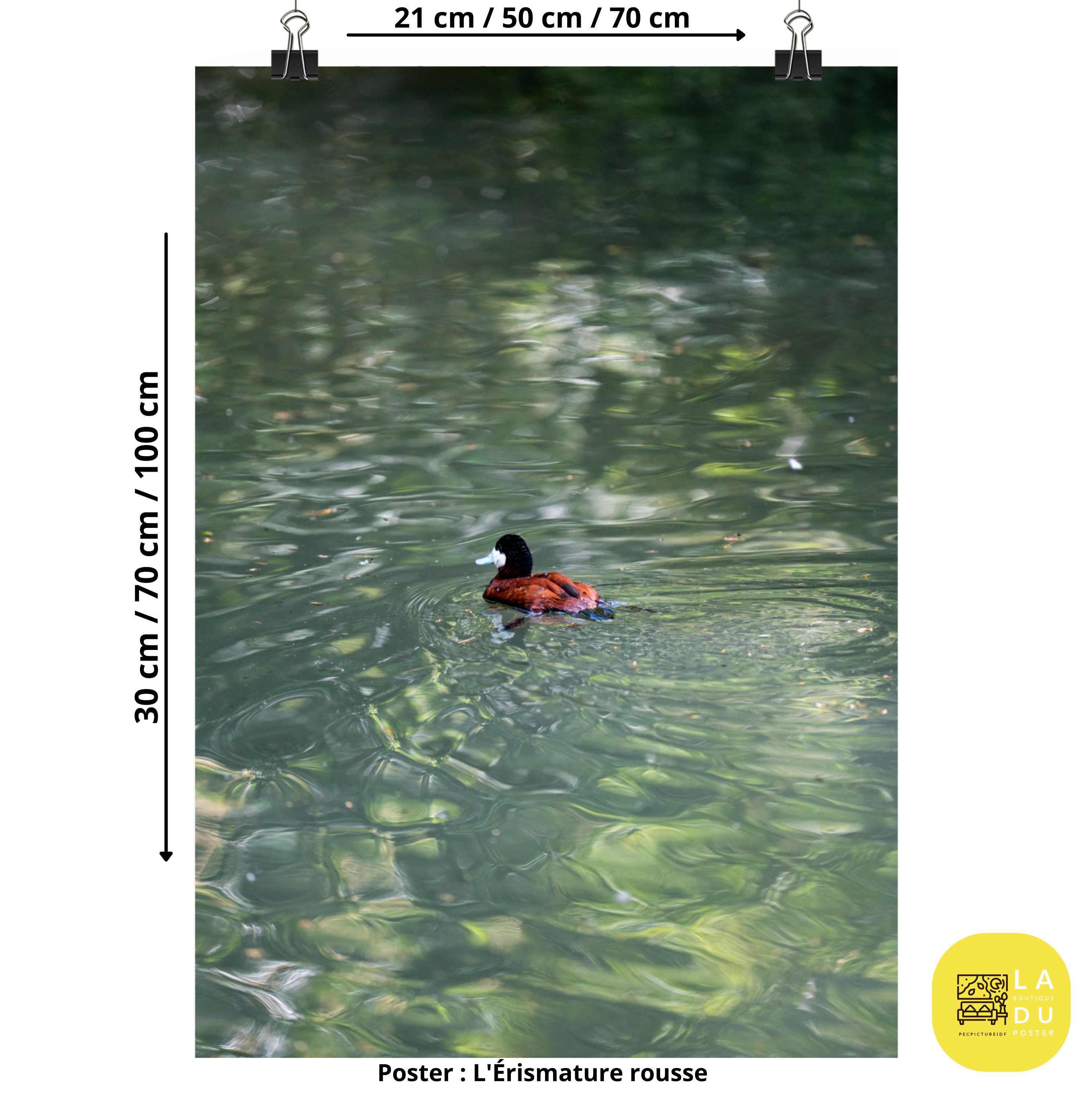 Poster mural - Érismature rousse – Photographie de canard – Poster photo, poster XXL, Photo d’art, photographie murale et des posters muraux des photographies de rue unique au monde. La boutique de posters créée par un Photographe français.