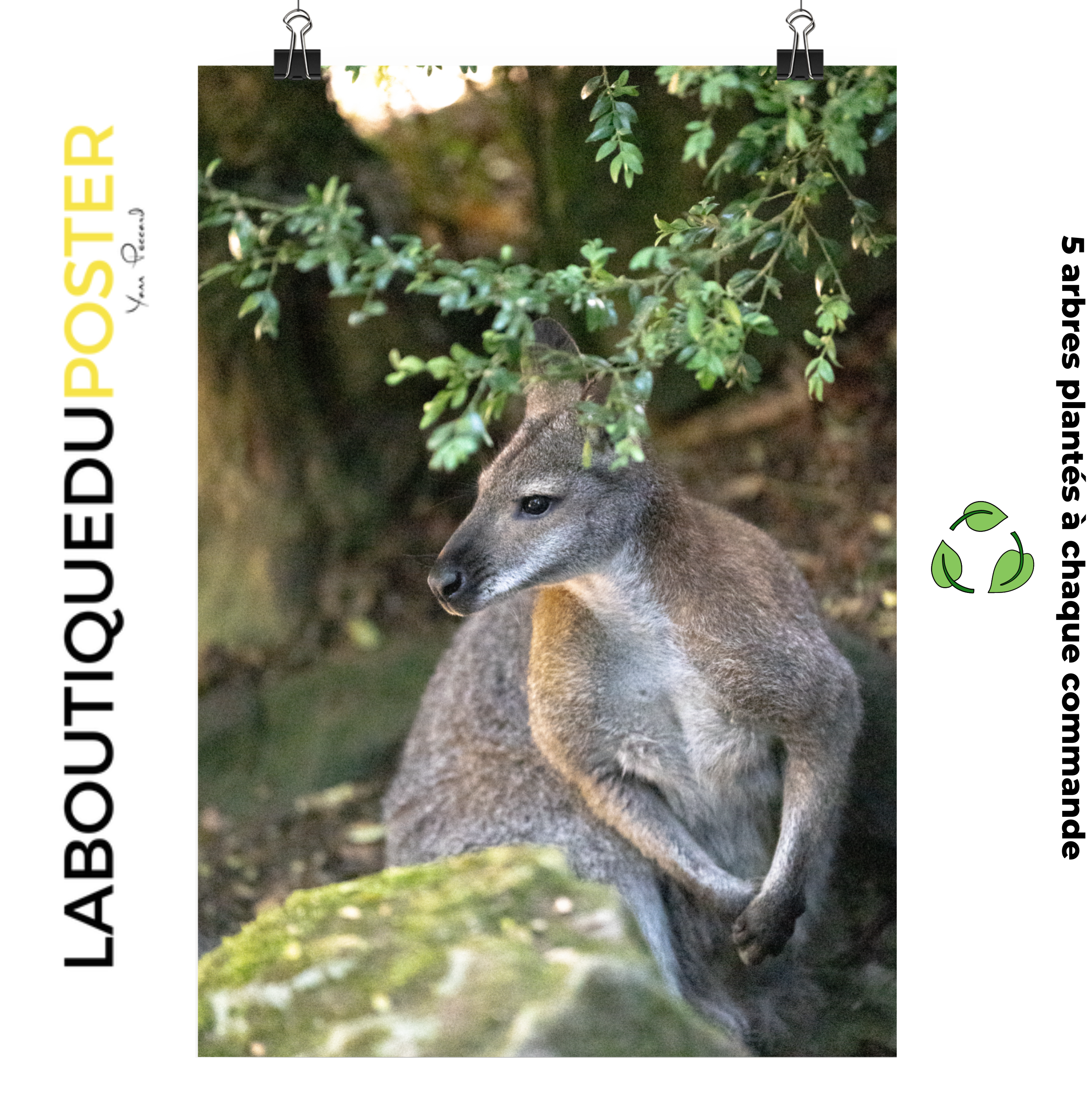 Poster mural - Wallaby de Bennett N02 – Photographie animal – Poster photographie, photographie murale et des posters muraux unique au monde. La boutique de posters créée par Yann Peccard un Photographe français.