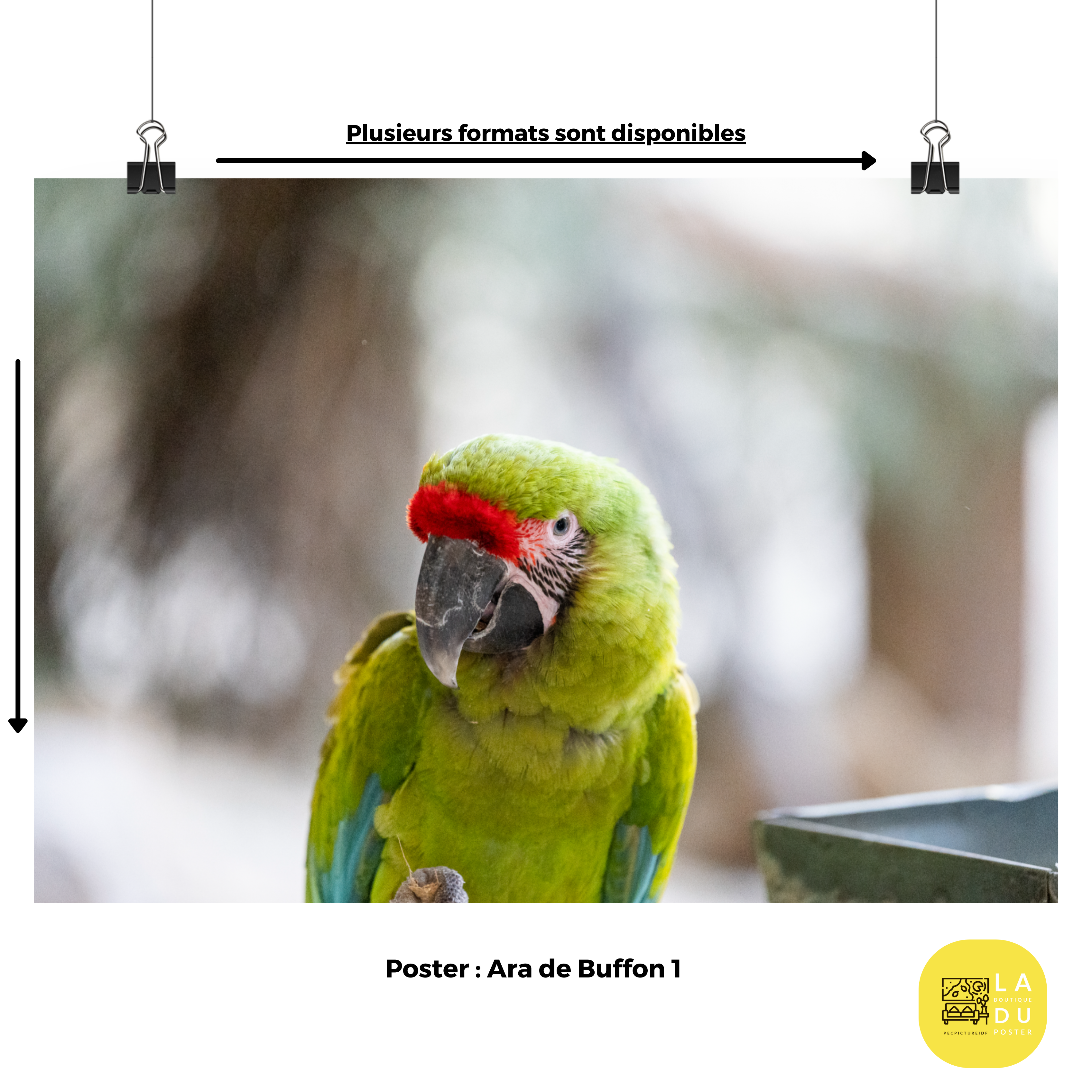 Poster - Ara de Buffon 1 – Thème Animaux – De 21 x 30 cm à 70 x 100 cm, décoration murale & d'intérieur, poster xxl, Photos d’arts, photographie murale, Posters muraux unique au monde. La boutique de posters créée par un Photographe français