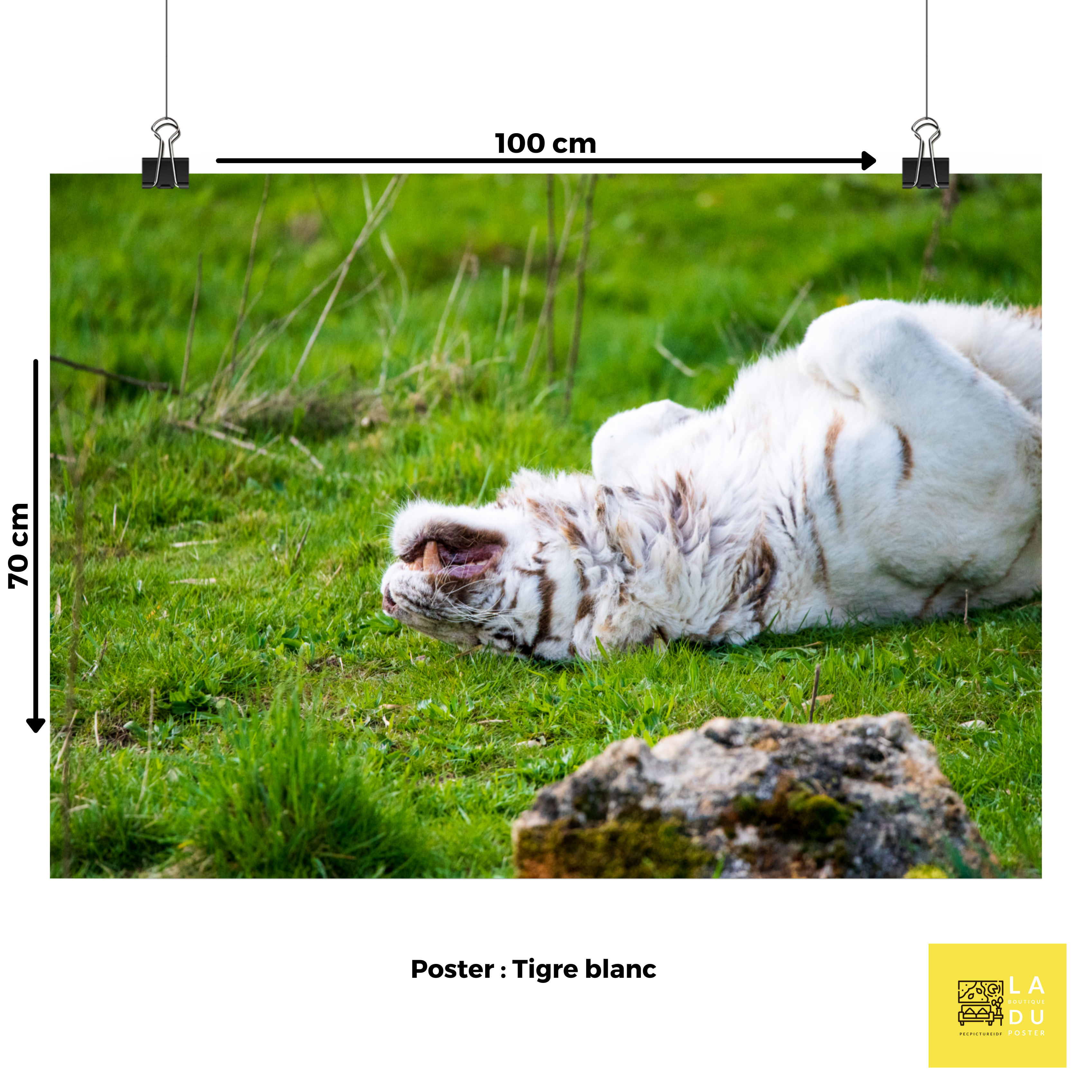 Poster mural - Tigre blanc N01 – Photographie d'animal sauvage – Poster photo, poster XXL, photographie murale et des posters muraux unique au monde. La boutique de posters créée par Yann Peccard un Photographe français.