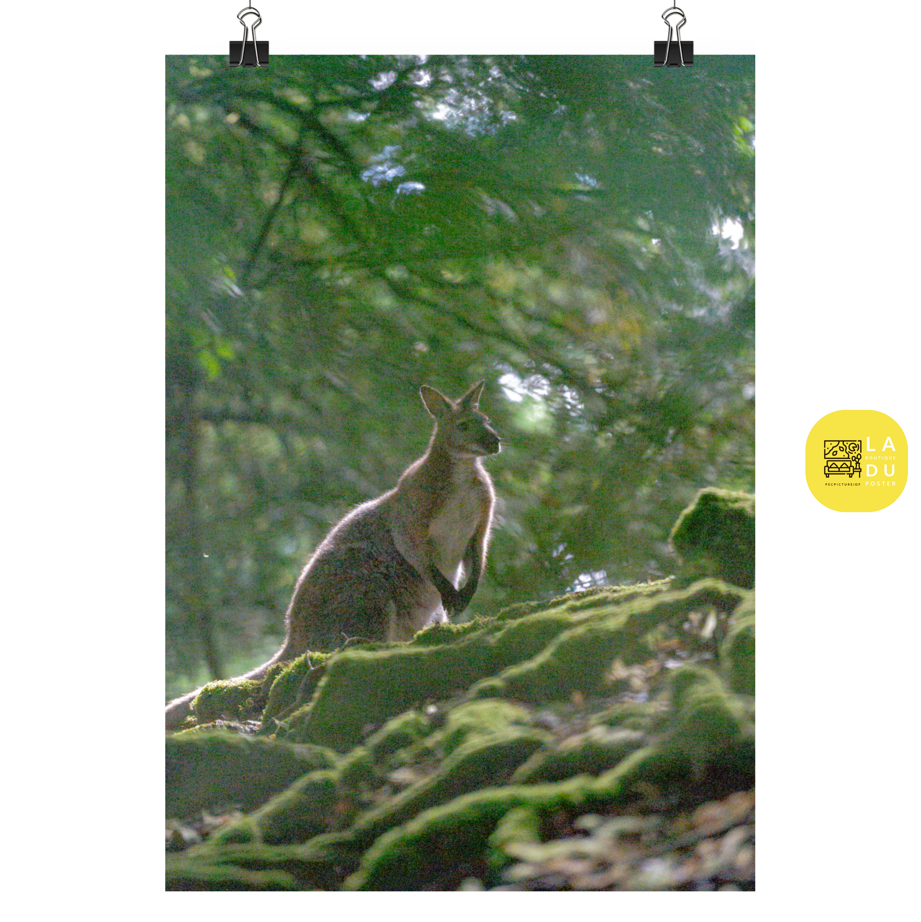 Poster mural - Wallaby de Bennett N01 – Photographie animal – Poster photographie, photographie murale et des posters muraux unique au monde. La boutique de posters créée par Yann Peccard un Photographe français.