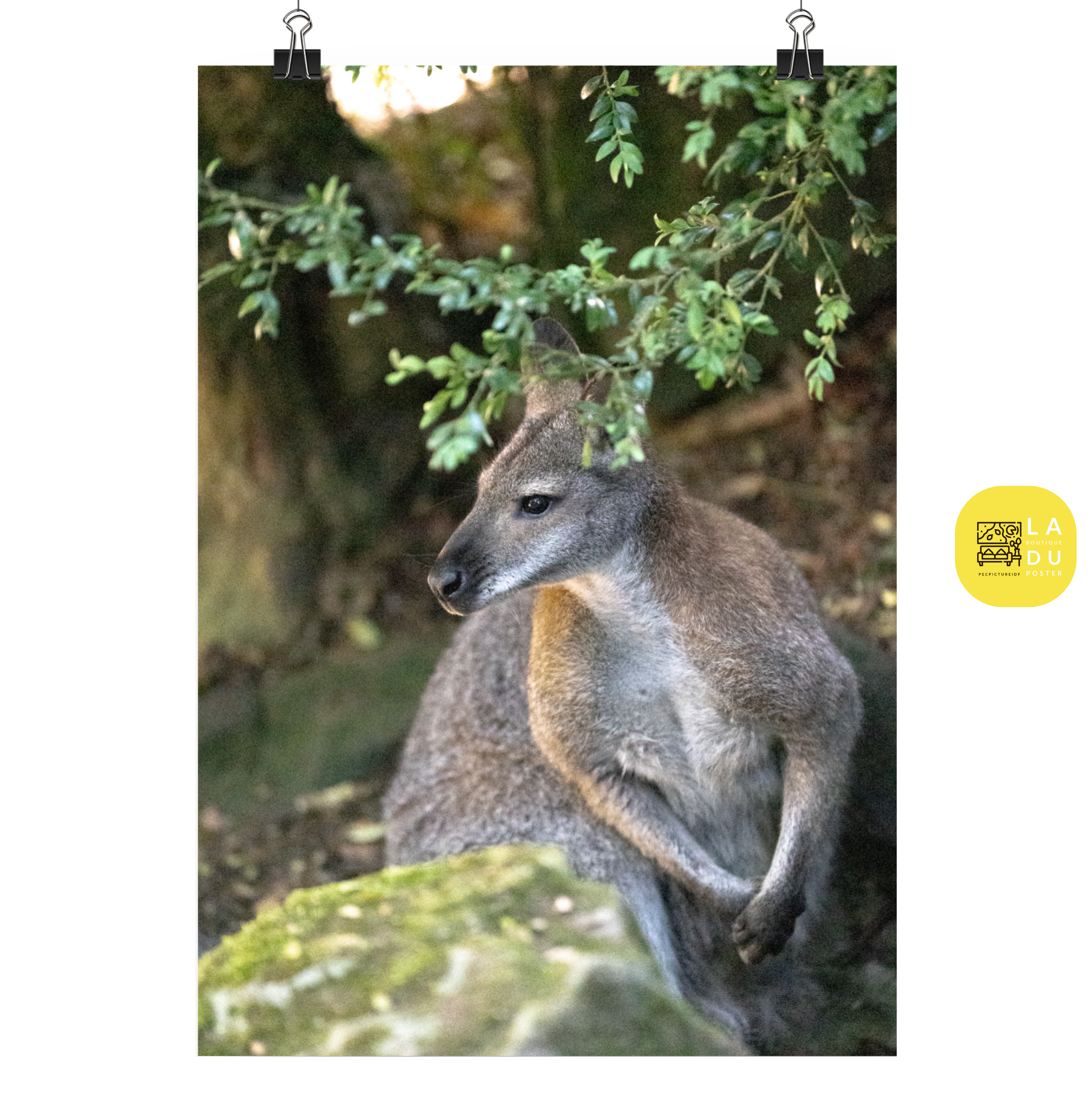 Poster mural - Wallaby de Bennett N02 – Photographie animal – Poster photographie, photographie murale et des posters muraux unique au monde. La boutique de posters créée par Yann Peccard un Photographe français.