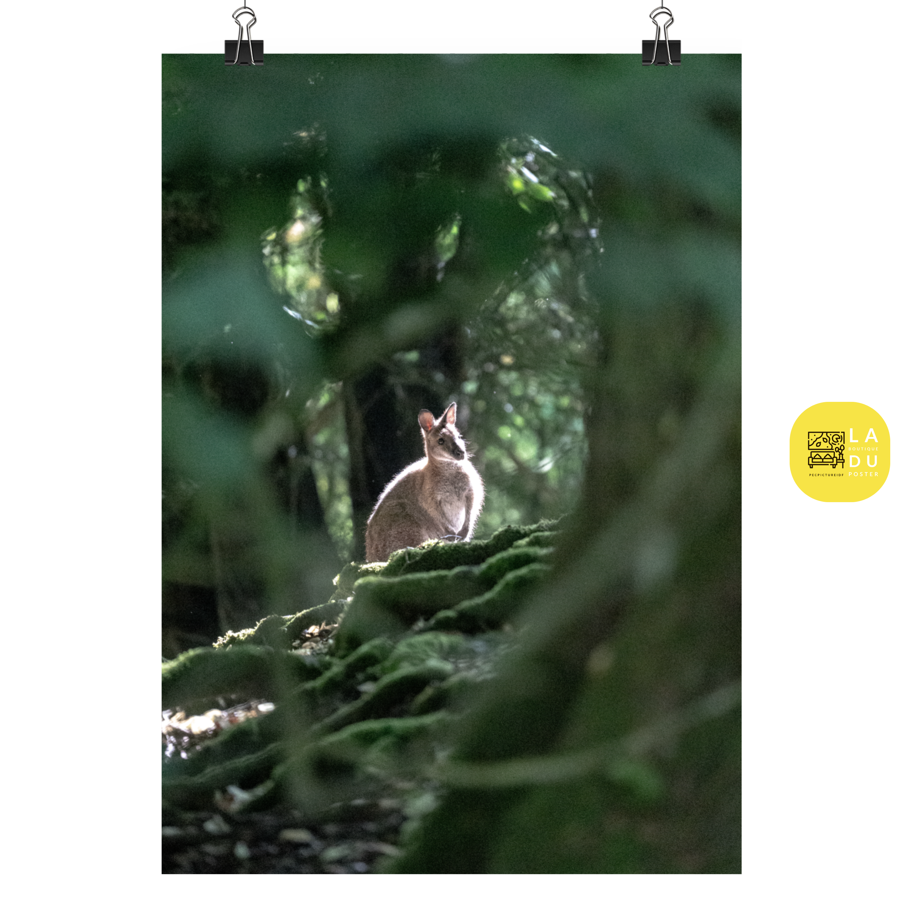 Poster mural - Wallaby de Bennett N04 – Photographie animal – Poster photographie, photographie murale et des posters muraux unique au monde. La boutique de posters créée par Yann Peccard un Photographe français.