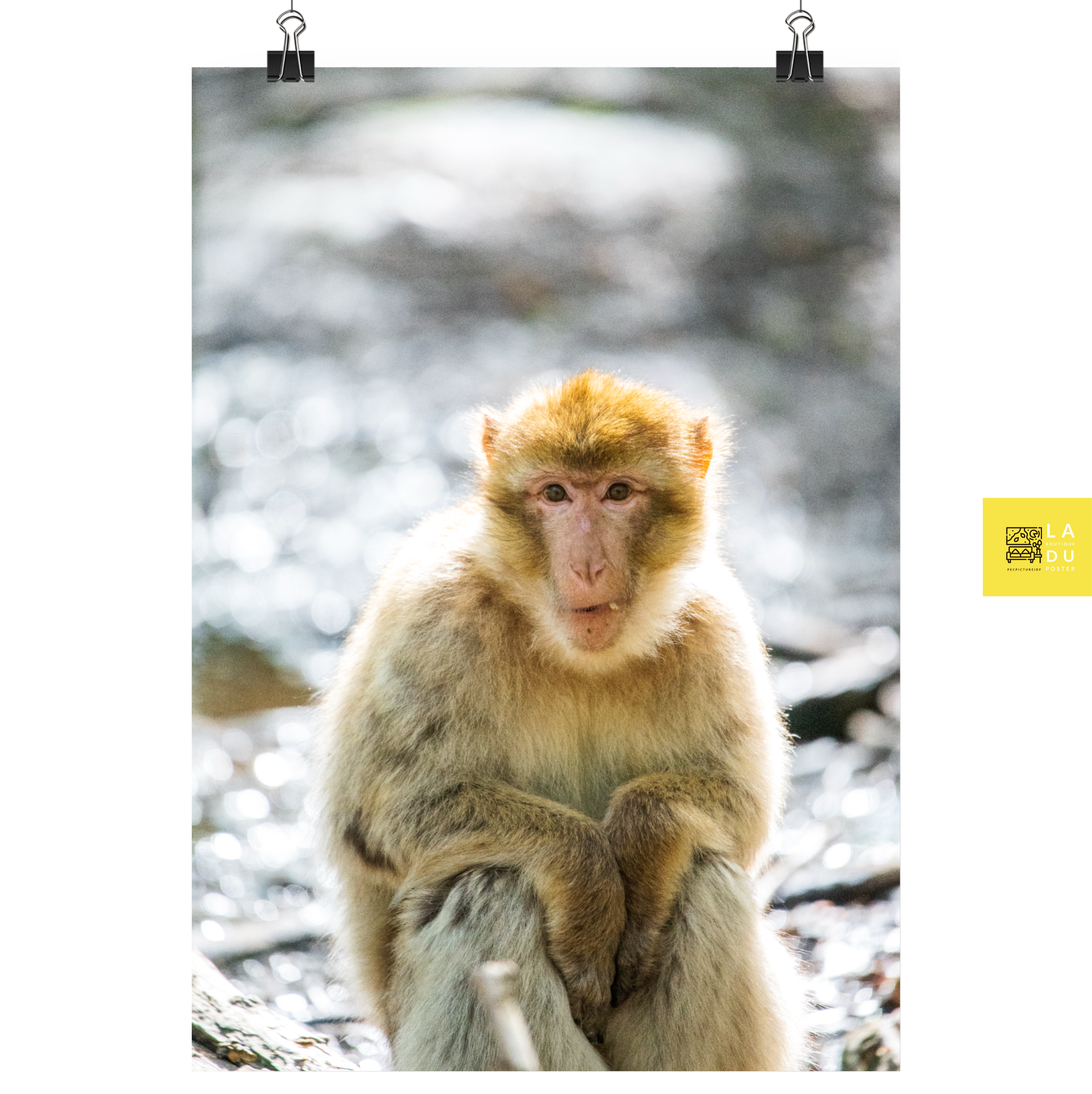 Poster mural - Singix – Photographie de singe – Poster photo, poster XXL, photographie murale et des posters muraux unique au monde. La boutique de posters créée par Yann Peccard un Photographe français.