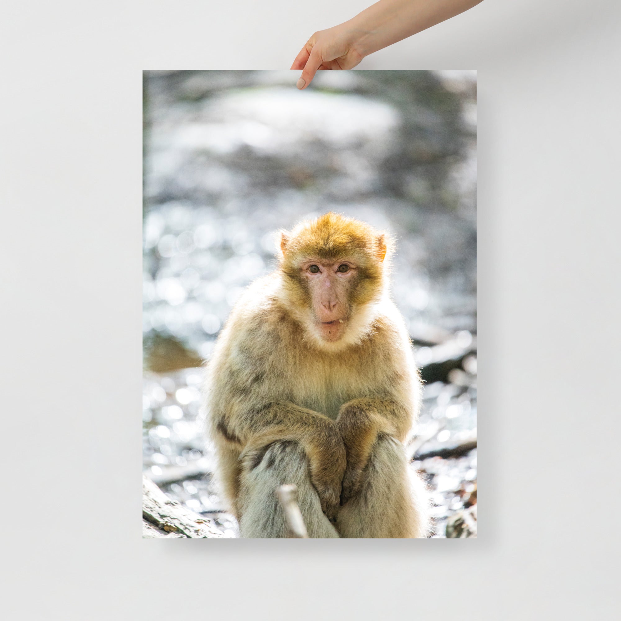 Poster mural - Singix – Photographie de singe – Poster photo, poster XXL, photographie murale et des posters muraux unique au monde. La boutique de posters créée par Yann Peccard un Photographe français.